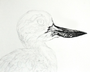 bird,birdart,wildlifeart,wildlife artist,bird illustration